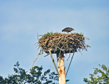 Osprey Kuşu Yaz Gününde Bir Platformda Yuvada