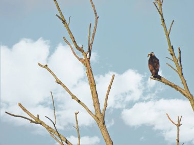 Osprey Bir Yaz Günü Fırtınalı Gökyüzü ile Ölü Ağaca tünedi