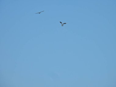 Ospreys Bir Yaz Günü Açık Mavi Gökyüzünde Birlikte Uçar