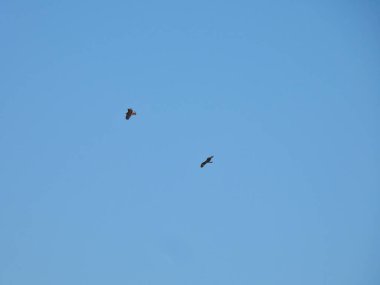 Ospreys Bir Yaz Günü Açık Mavi Gökyüzünde Birlikte Uçar