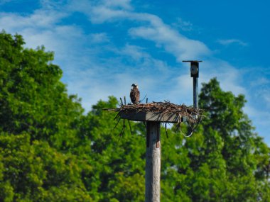 Bir Yaz Günü Yuva Platformunda Ospreys