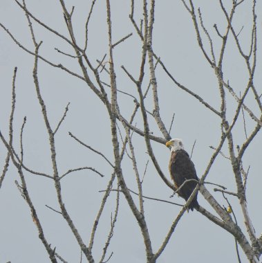 Bulutlu bir günde Kel Kartal Ölü bir ağaca tünedi
