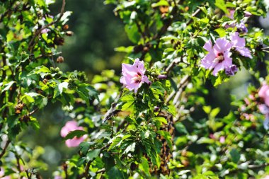 Yakut boğazlı sinekkuşu Bir Yaz Günü Çiçeklerden Nektar Arıyor