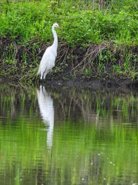 Beyaz Akbalıkçıl, bir yaz günü arka planda yeşil yapraklarla gölün kenarında balık avlıyor.