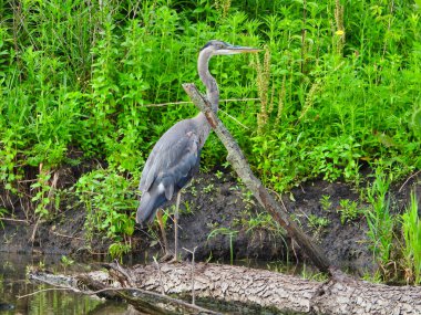 Mavi balıkçıl kuşu, yaz güneşinde yeşil yeşillikle gölün kenarında duruyor.