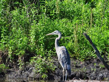 Mavi balıkçıl kuşu, yaz güneşinde yeşil yeşillikle gölün kenarında duruyor.