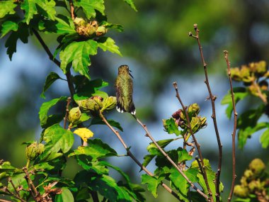 Gagası açık bir dalda tünemiş sinekkuşu: Yakut boğazlı bir sinekkuşu, yaprakları açık bir dalda oturur ve güneşli bir yaz gününde çiçekler açar.
