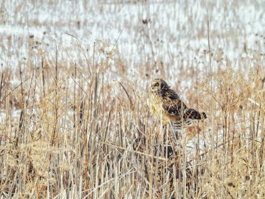 Kısa Kulaklı Baykuş Bir Kış Günü Karla Kaplanmış Kökler