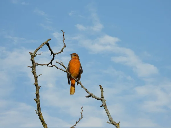 Baltimore Oriole Pták Usazený Vrcholku Stromu Letní Den — Stock fotografie