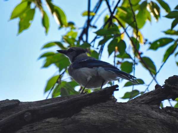 Oiseau Jay Bleu Perché Sur Une Branche Arbre Soleil Été — Photo