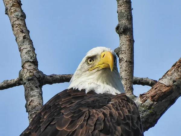 Closeup of a Bald Eagle Head Perched on a Branch on a Summer Day