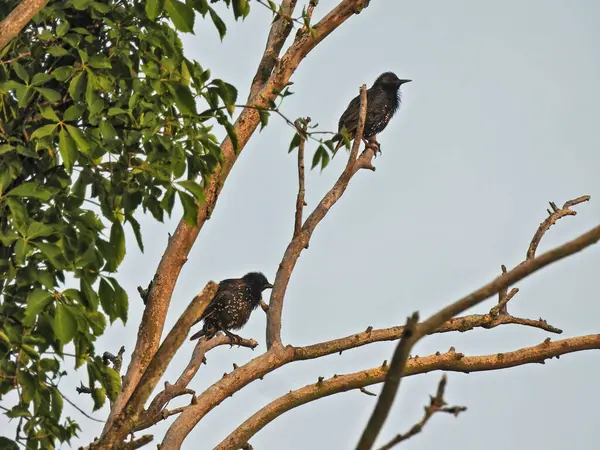 Pássaros Starling Europeus Juvenis Empoleirados Uma Árvore Dia Verão — Fotografia de Stock