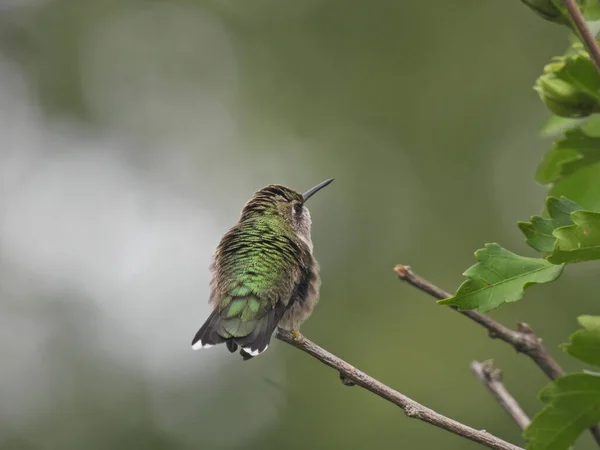 Ruby-Throated Hummingbird Isolated on Bush Stem Fluffing Green Iridescent Feathers on Back Facing Away with Green Blurred Background