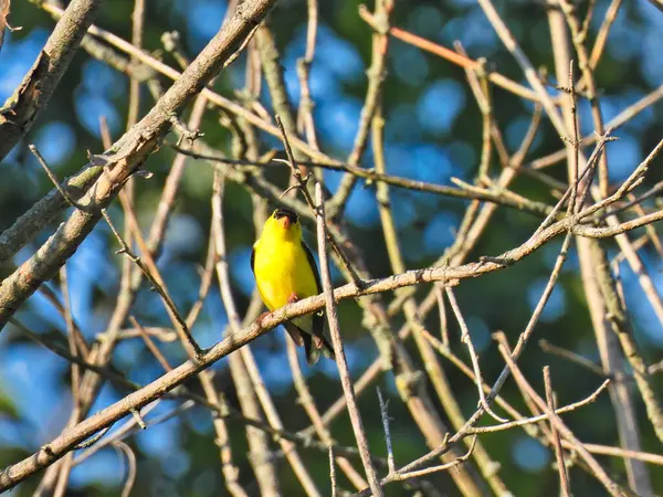美国金翅鸟栖息在夏日阳光下的小稀疏枝叶中 — 图库照片