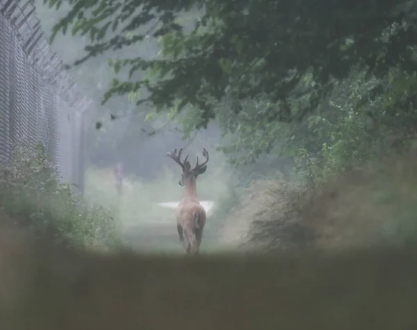 A Male White Tailed Deer Runs in the Misty Morning Haze on a Trail on a Summer Day