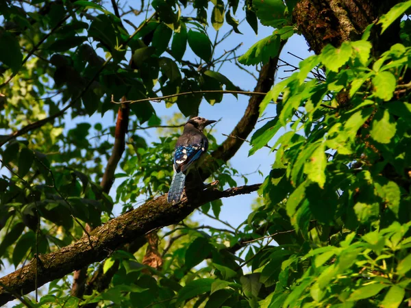 Blue Jay Bird Perched on a Leaf-Filled Tree on a Summer Day