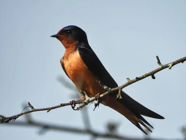 Barn Swallow Bird Perched Tree Branch Blue Sky Background Summer — Stock Photo, Image