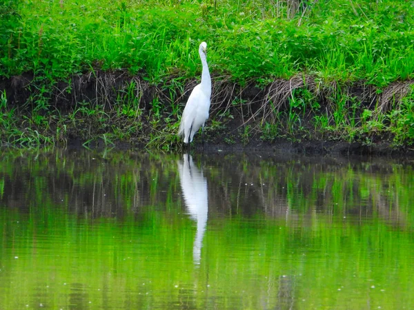 Silberreiher Auf Der Jagd Nach Einem Fisch Teich Mit Grünem — Stockfoto