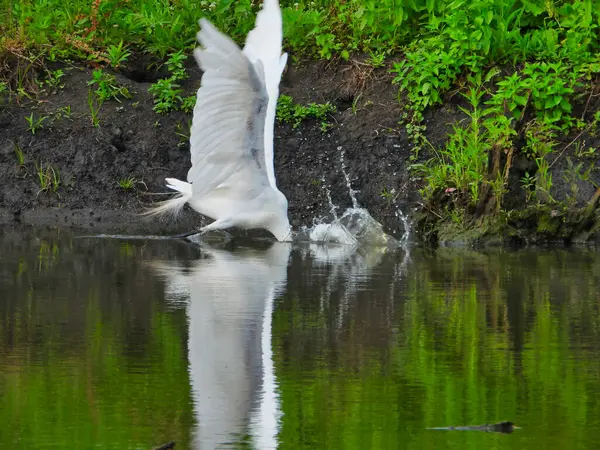Vit Egret Fågeljakt Efter Fisk Vid Sidan Damm Med Grön — Stockfoto