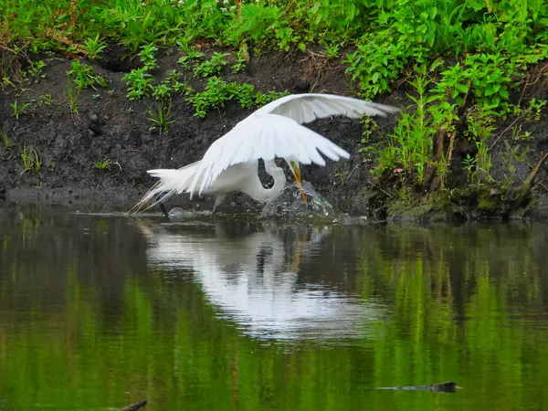 Λευκό Κυνήγι Πουλιών Egret Για Ένα Ψάρι Στην Πλευρά Της — Φωτογραφία Αρχείου