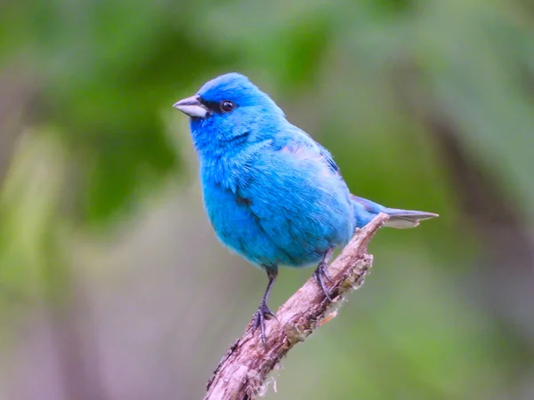 Närbild Indigo Bunting Blue Bird Uppflugen Stem Sommardag — Stockfoto