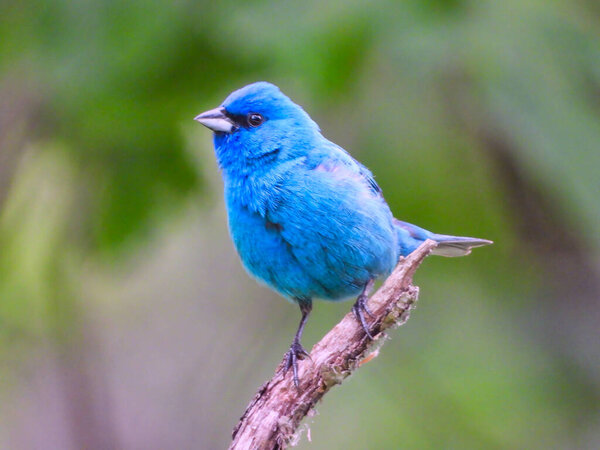 Closeup of Indigo Bunting Blue Bird Perched on a Stem on a Summer Day
