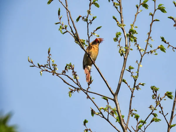 Kuzey Kardinal Kuşları Lkbaharda Ağaçta Tünediler — Stok fotoğraf
