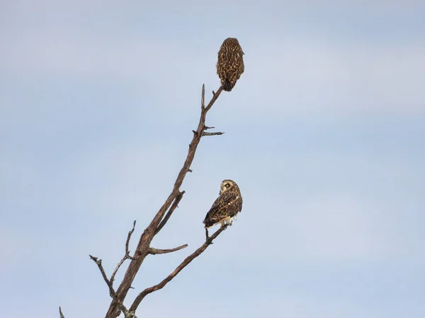 Korta Eared Owls Uppflugen Ett Dött Träd Vinterdag — Stockfoto