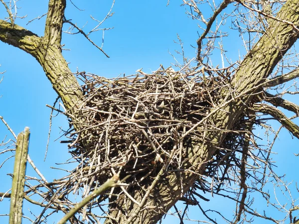 American Bald Eagle Observe Ciel Depuis Son Nid — Photo