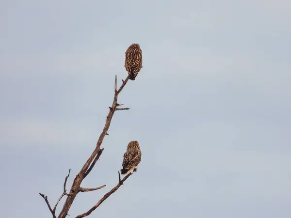 Short Eared Owls Pered Dead Tree Winter Day — стоковое фото