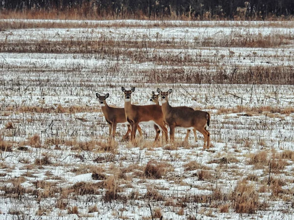 冬日里 雪地草原上的白尾鹿 — 图库照片
