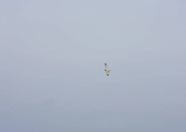 Kurzohreule Schwebt Einem Wintertag Durch Den Himmel — Stockfoto