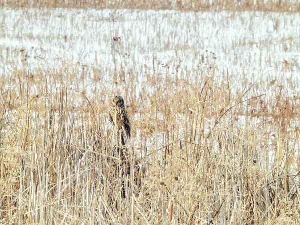 冬日里 一只矮小的东方猫头鹰栖息在白雪覆盖的草丛中 — 图库照片