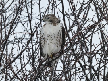 Kızıl Kuyruklu Şahin Yırtıcı Kuş Karla Dolu Bir Ağaca Tüymüş