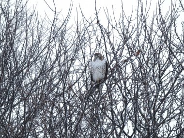 Kızıl Kuyruklu Şahin Yırtıcı Kuş Kış Gününde Karla Dolu Bir Ağaca Tüymüş