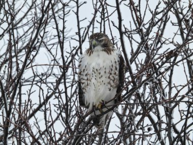 Kızıl Kuyruklu Şahin Yırtıcı Kuş Karla Dolu Bir Ağaca Tüymüş
