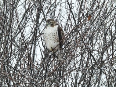 Kızıl Kuyruklu Şahin Yırtıcı Kuş Kış Gününde Karla Dolu Bir Ağaca Tüymüş