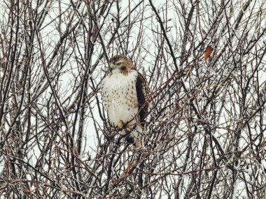 Kızıl Kuyruklu Şahin Yırtıcı Kuş Kış Gününde Karla Dolu Bir Ağaca Tüymüş