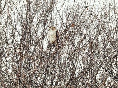 Kızıl Kuyruklu Şahin Yırtıcı Kuş Kış Gününde Karla Dolu Bir Ağaca Tüymüş