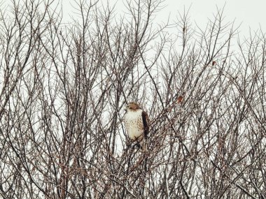 Kızıl Kuyruklu Şahin Yırtıcı Kuş Kış Gününde Karla Dolu Bir Ağaca Tüymüş