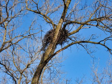 Bahar günü Ağaç tepesinde Kel Kartal Yuvası Lisesi