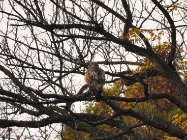 Kızıl Kuyruklu Şahin Yırtıcı Kuş Sonbahar Günü Ağaca Tüymüş