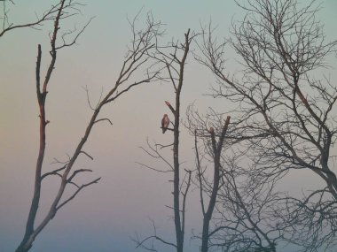 Kızıl Kuyruklu Şahin Güneşin doğuşunda sisli bir sabahta ağaçta tünedi.