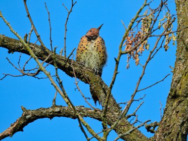 Kuzey Titrek Kuş Sonbahar Günü Bir Ağaçta Tünedi
