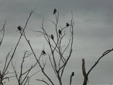 Bulutlu bir günde Avrupa Sığırcık Kuşları Ağaçta tünedi