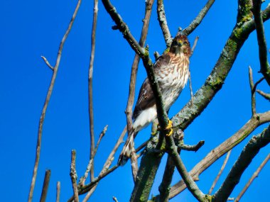 Cooper 'ın Şahin Raptor Kuşu Baharın Başında Bir Ağaçta Tünedi