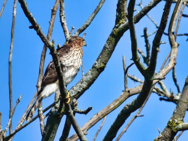 Cooper 'ın Şahin Raptor Kuşu Baharın Başında Bir Ağaçta Tünedi