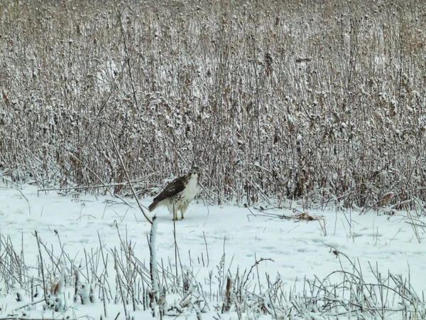 雪地上的红尾鹰猛禽 — 图库照片