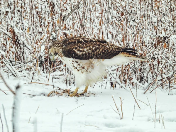 Red-Tailed Hawk Raptor Bird on the Snow Filled Ground on a Winter Day