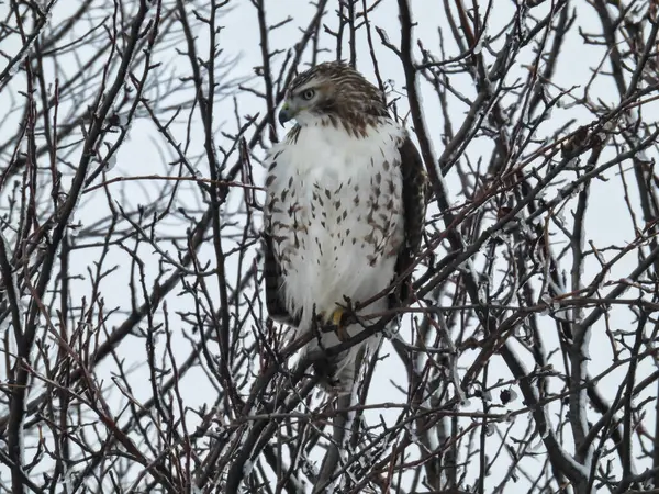 Czerwono Ogoniasty Ptak Hawk Raptor Usiadł Drzewie Wypełnionym Śniegiem Zimowy — Zdjęcie stockowe